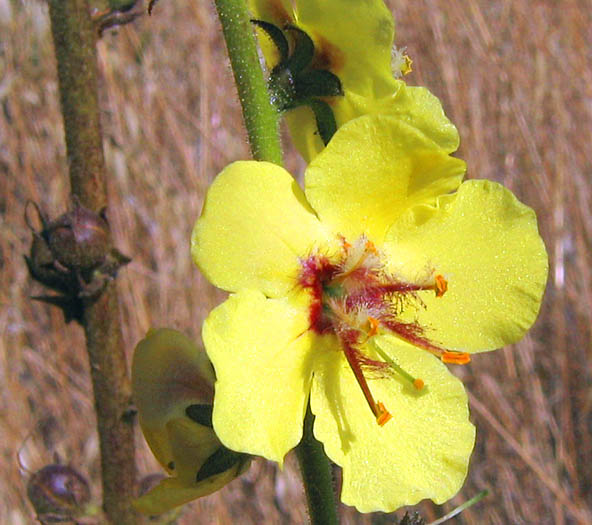 Detailed Picture 1 of Wand Mullein