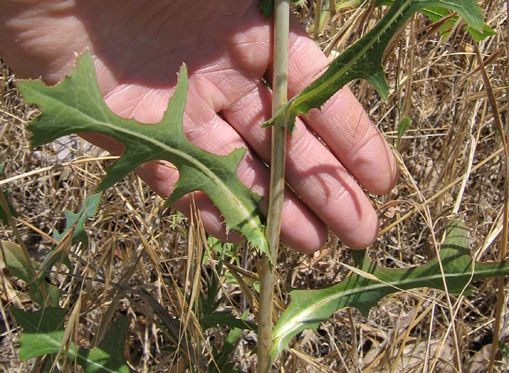 Detailed Picture 7 of Prickly Lettuce