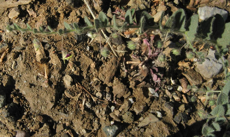 Detailed Picture 4 of Fluellin