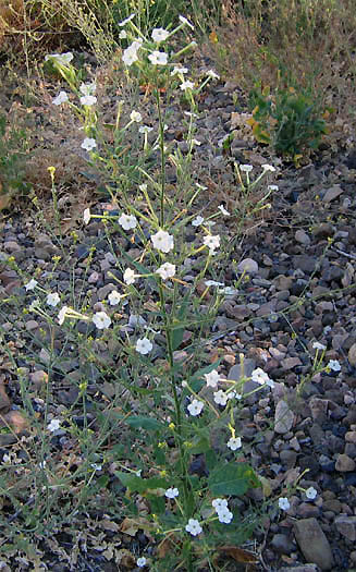 Detailed Picture 7 of Manyflower Tobacco