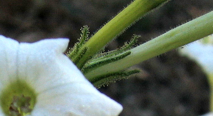 Detailed Picture 4 of Manyflower Tobacco