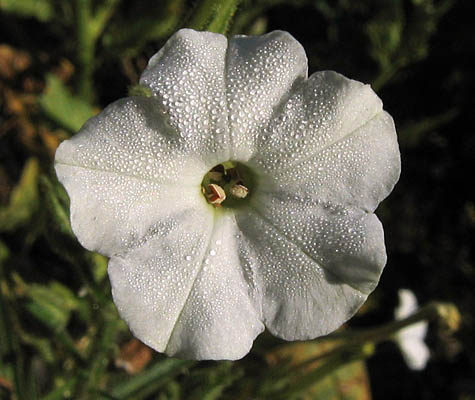 Detailed Picture 1 of Manyflower Tobacco