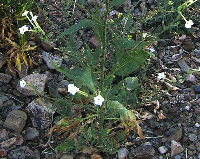 Detailed Picture 6 of Manyflower Tobacco
