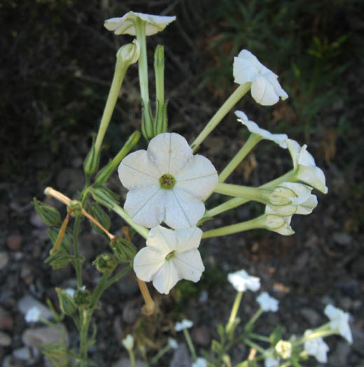Detailed Picture 3 of Manyflower Tobacco