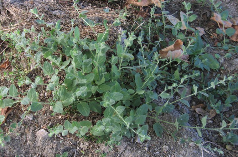 Detailed Picture 5 of Fluellin