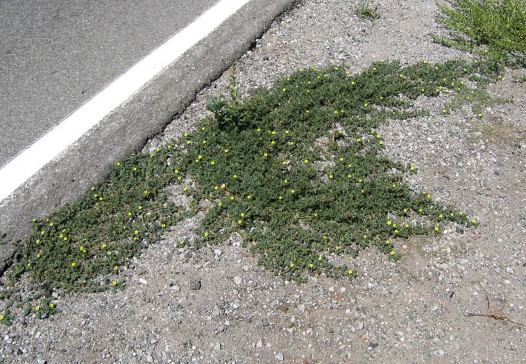 Detailed Picture 3 of Purslane