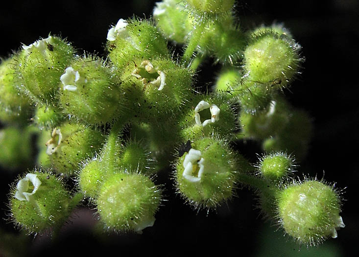 Detailed Picture 1 of Round-leaf Boykinia