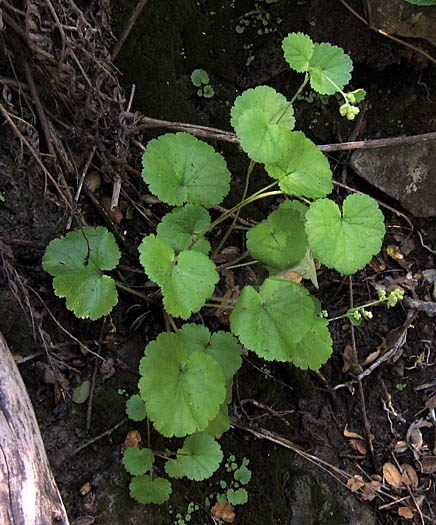 Detailed Picture 4 of Round-leaf Boykinia