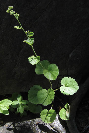 Detailed Picture 3 of Round-leaf Boykinia