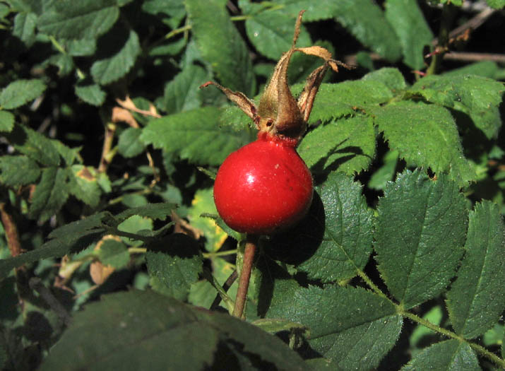 Detailed Picture 4 of California Wild Rose
