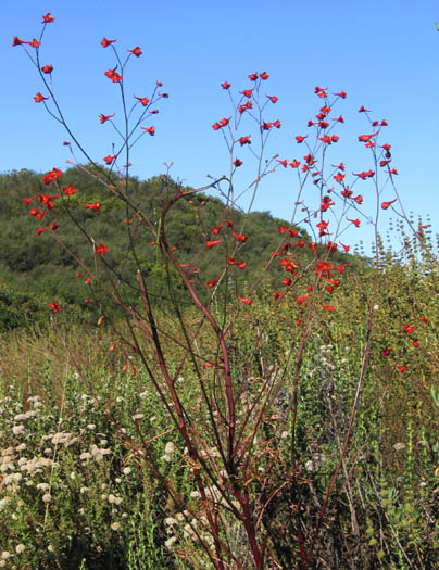 Detailed Picture 5 of Scarlet Larkspur