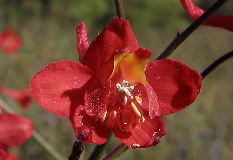 Detailed Picture 1 of Scarlet Larkspur