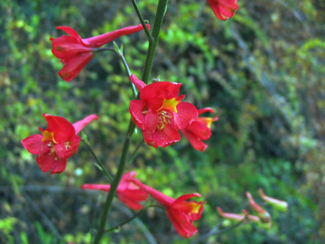 Detailed Picture 3 of Scarlet Larkspur