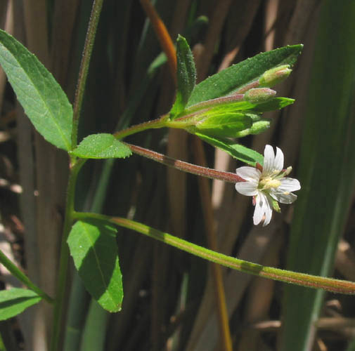 Detailed Picture 4 of Willow-herb
