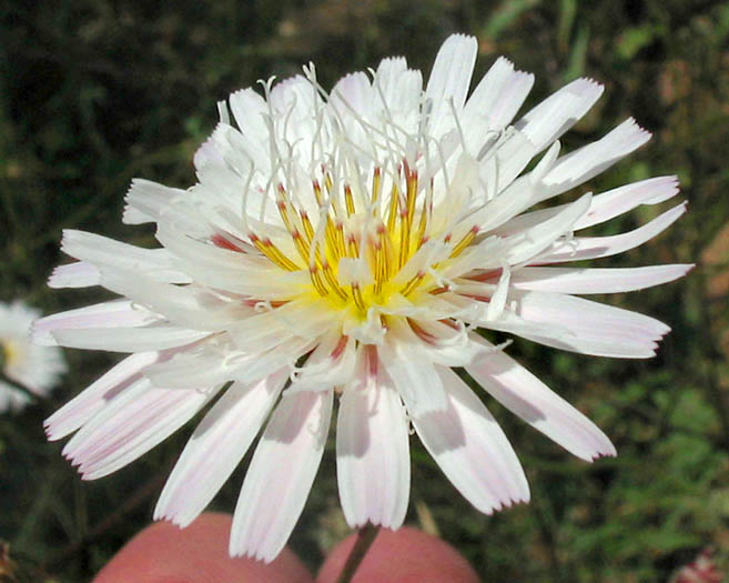 Detailed Picture 2 of Cliff Aster