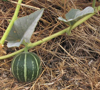 Detailed Picture 8 of Calabazilla
