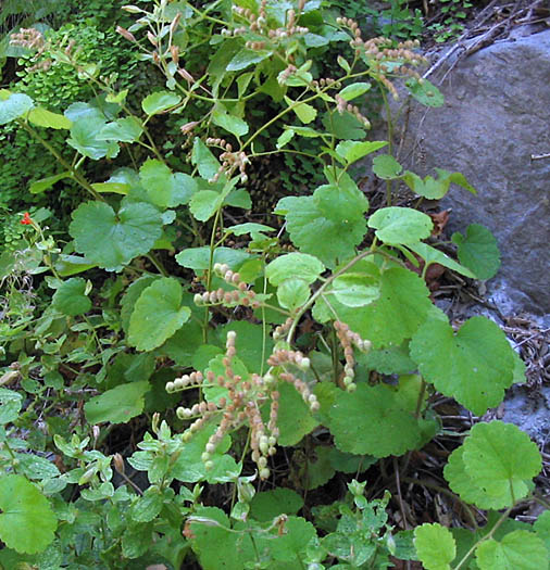 Detailed Picture 5 of Round-leaf Boykinia