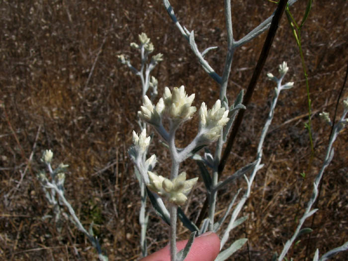 Detailed Picture 3 of Felt-leaf Everlasting