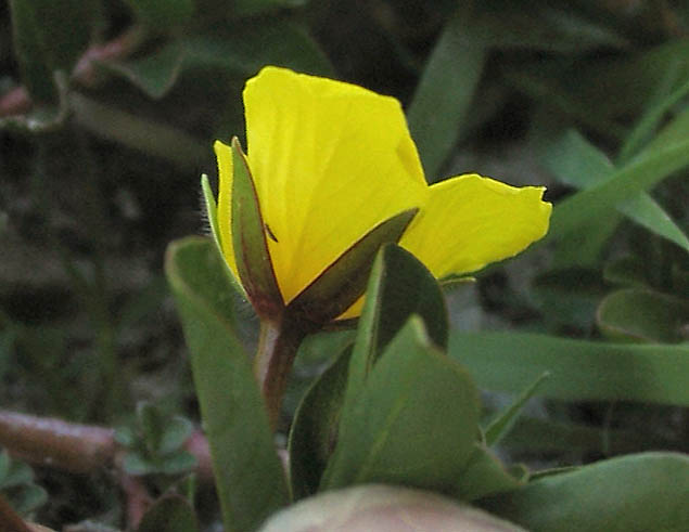 Detailed Picture 3 of Yellow Water Weed