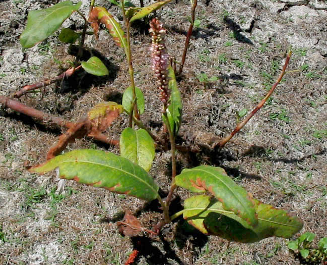 Detailed Picture 3 of Water Smartweed
