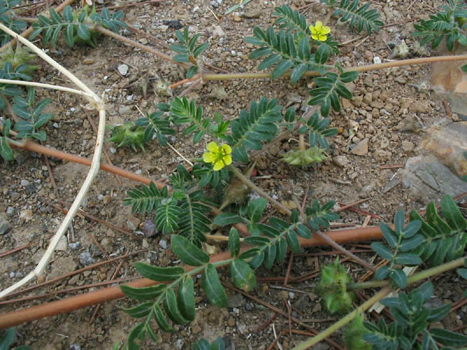 Detailed Picture 4 of Puncture Vine
