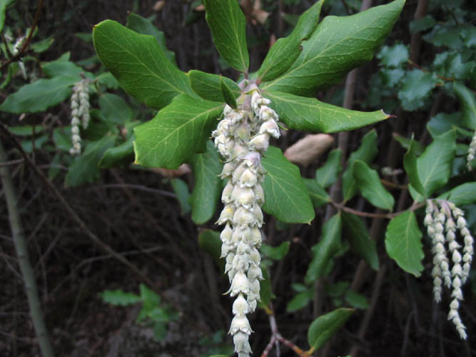 Detailed Picture 4 of Silk-tassel Bush