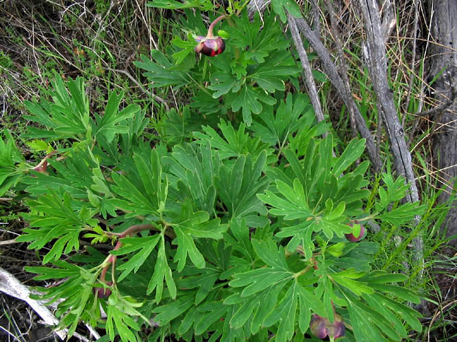 Detailed Picture 2 of California Peony