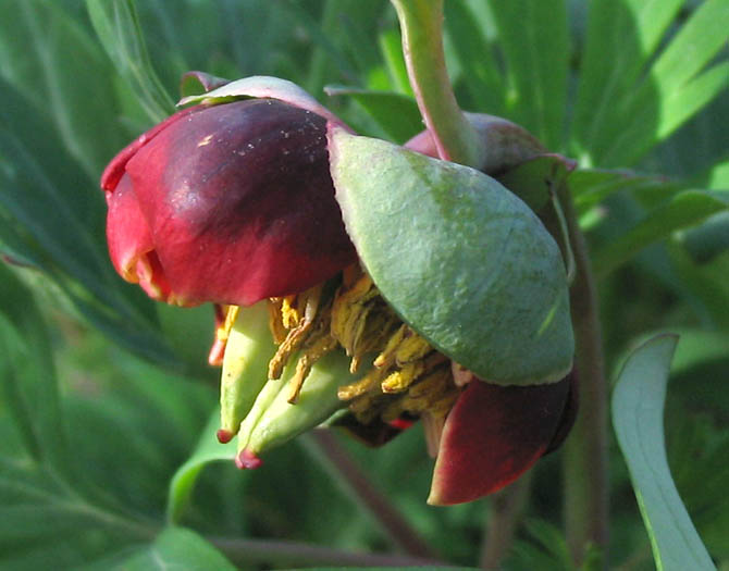 Detailed Picture 1 of California Peony