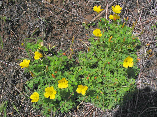 Detailed Picture 2 of Oxalis