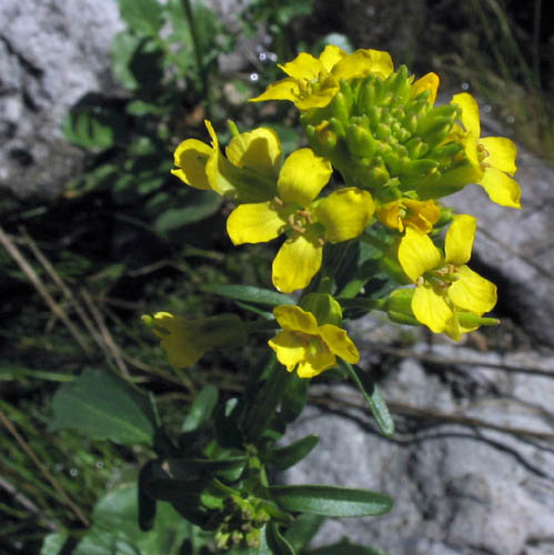 Detailed Picture 2 of Winter Cress