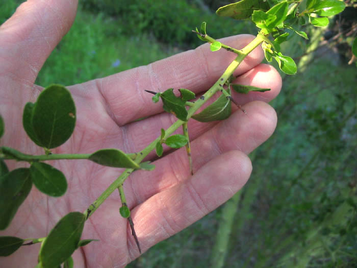 Detailed Picture 5 of Greenbark Ceanothus