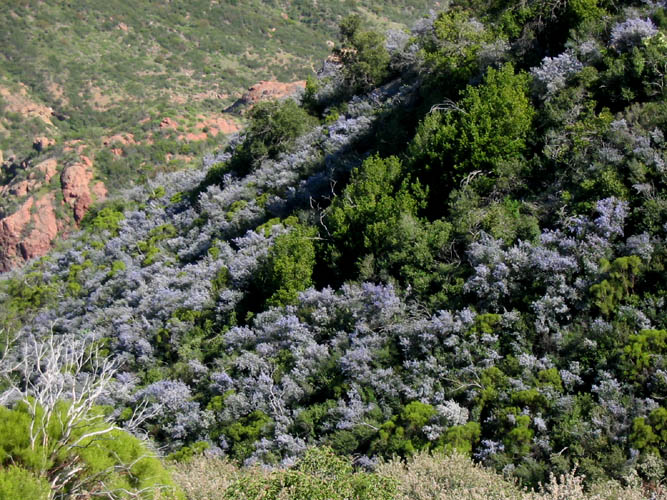 Detailed Picture 8 of Hairy-leaved Ceanothus