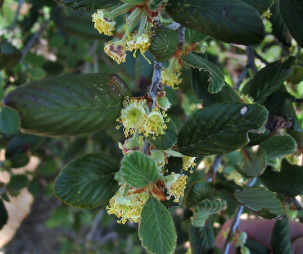 Detailed Picture 3 of Mountain Mahogany