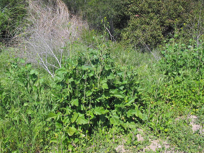 Detailed Picture 3 of Black Mustard