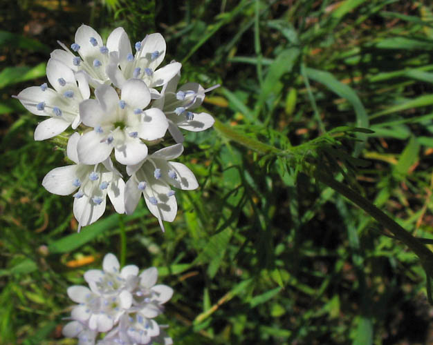 Detailed Picture 3 of Globe Gilia