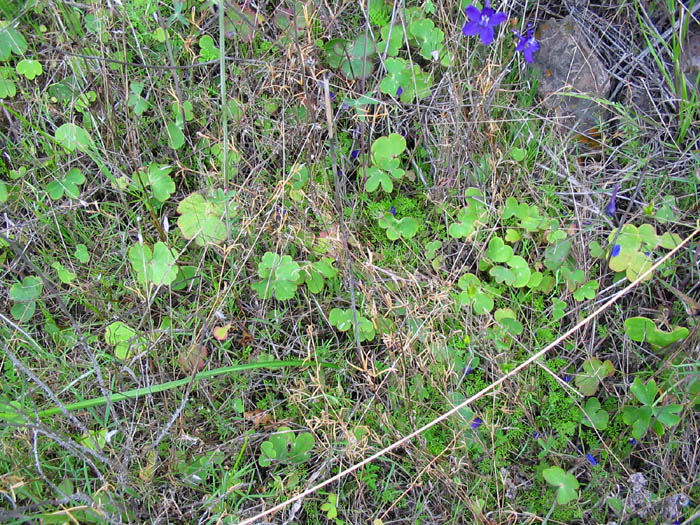 Detailed Picture 8 of Blue Larkspur