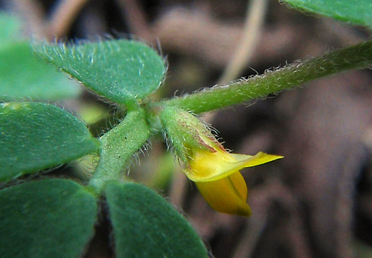 Detailed Picture 3 of Chile Lotus
