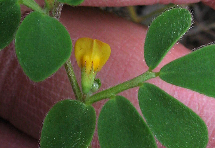 Detailed Picture 4 of Chile Lotus