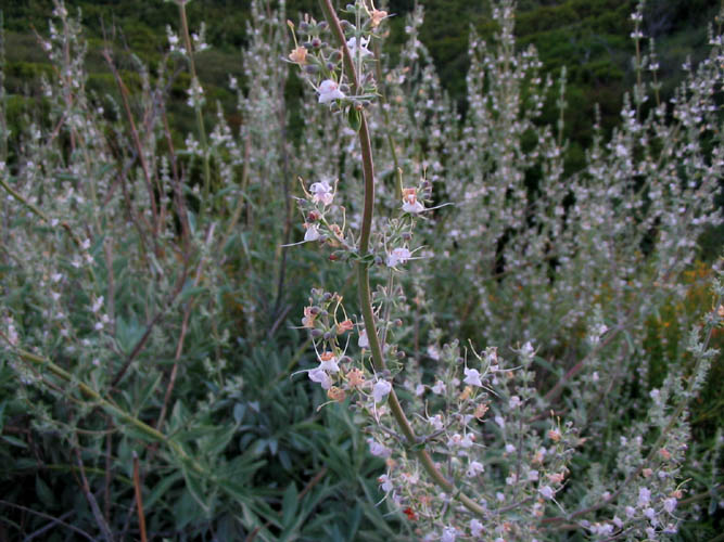 Detailed Picture 4 of White Sage