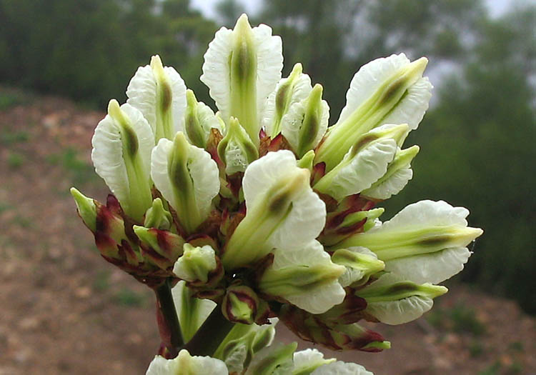 Detailed Picture 5 of Bleeding Heart