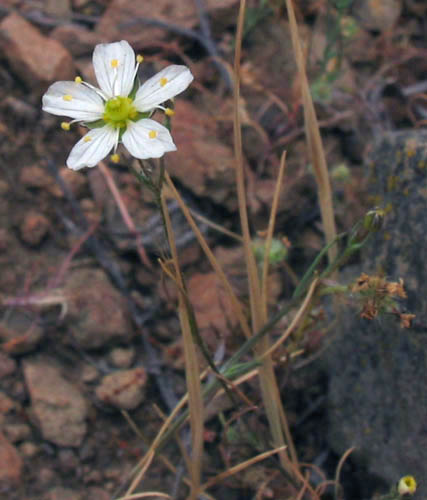 Detailed Picture 5 of Douglas' Sandwort