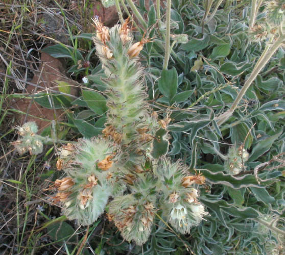 Detailed Picture 4 of Mountain Phacelia