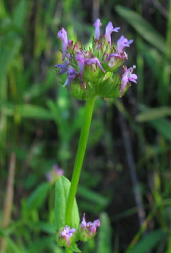 Detailed Picture 4 of Long-spurred Plectritic