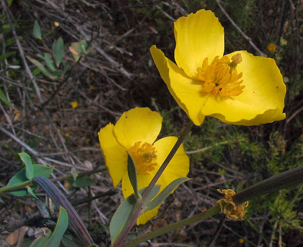 Detailed Picture 1 of Tree Poppy