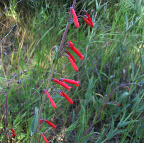Detailed Picture 3 of Scarlet Bugler