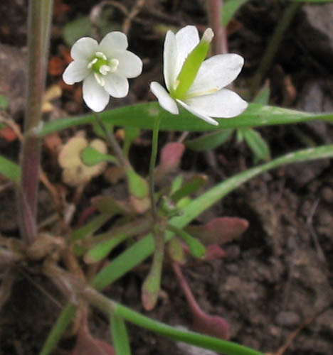 Detailed Picture 2 of Small-flowered Meconella