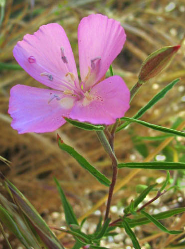 Detailed Picture 4 of Farewell-to-spring