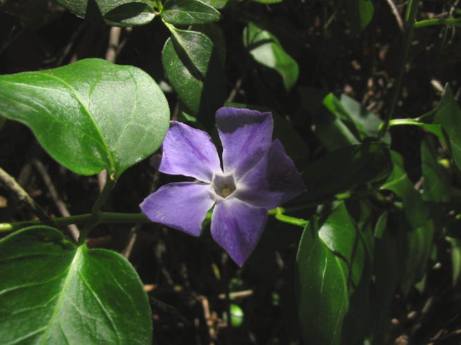 Detailed Picture 3 of Periwinkle