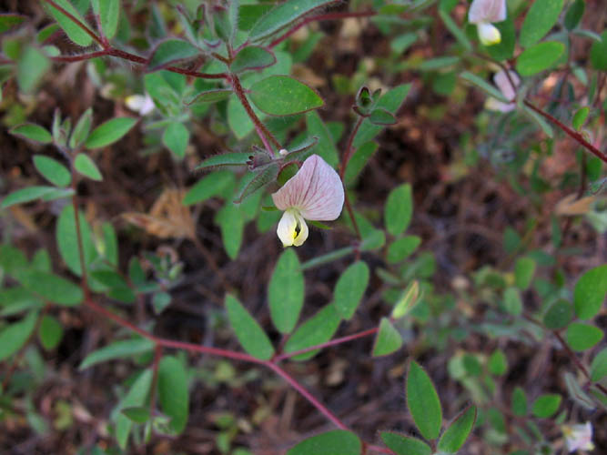 Detailed Picture 3 of Spanish Clover
