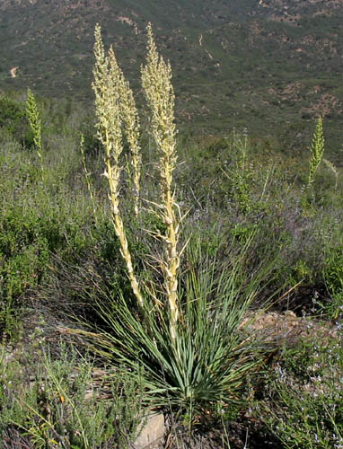 Detailed Picture 4 of Peninsular Nolina
